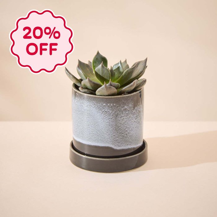 Echeveria Plant with Glazed Pot &Saucer
