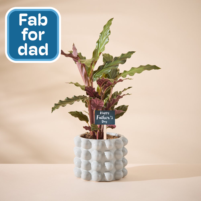 Calathea in Grey Bubble Planter with Pick