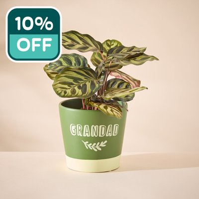Calathea in Grandad pot