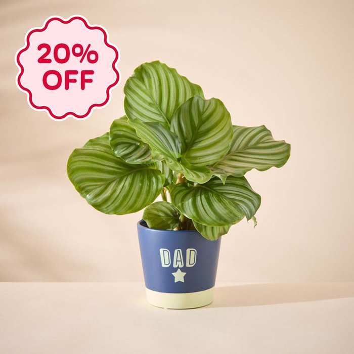 Calathea in Dad pot