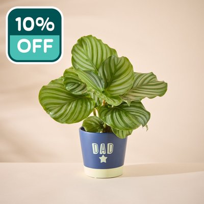 Calathea in Dad pot