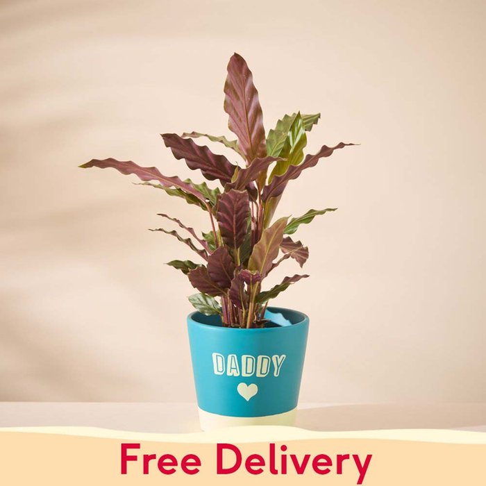 Calathea in Daddy pot