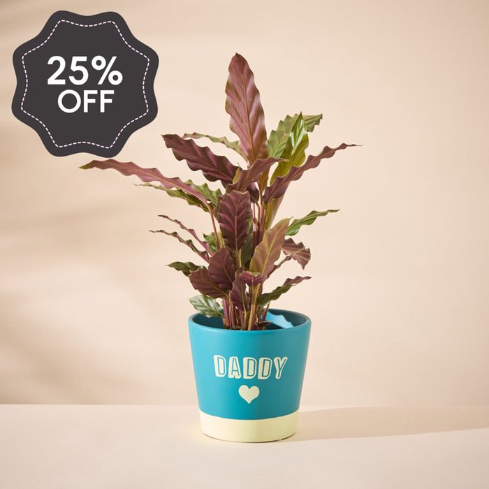 Calathea in Daddy pot