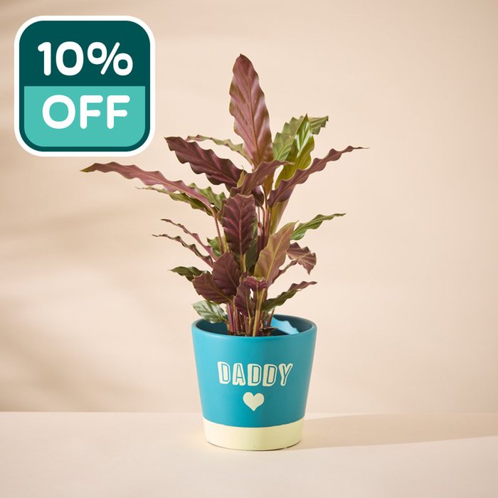 Calathea in Daddy pot