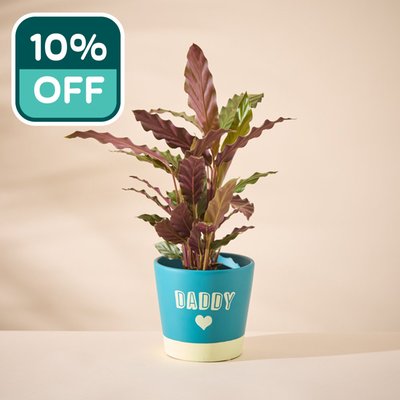 Calathea in Daddy pot
