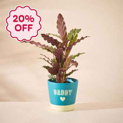 Calathea in Daddy pot