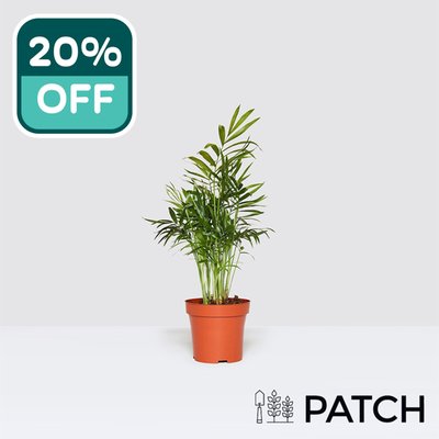 PATCH 'Sharon' the Parlour Palm 12cm