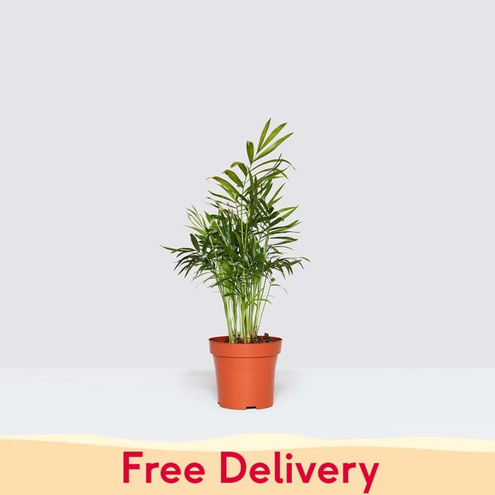 PATCH 'Sharon' the Parlour Palm Plant
