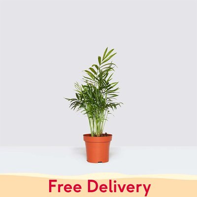 PATCH 'Sharon' the Parlour Palm Plant
