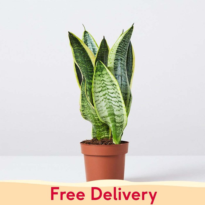 PATCH 'Susie' the Snake Plant