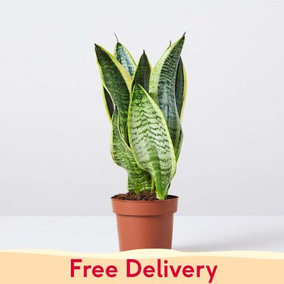 PATCH 'Susie' the Snake Plant