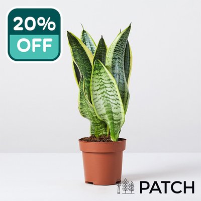 PATCH 'Susie' the Snake Plant