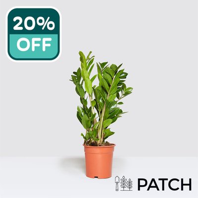 Patch 'Cassie' the ZZ Plant 12cm