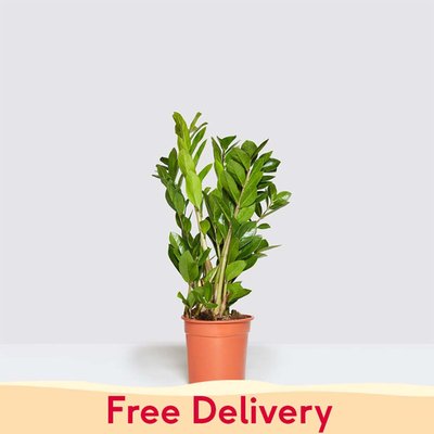 PATCH 'Cassie' the ZZ Plant