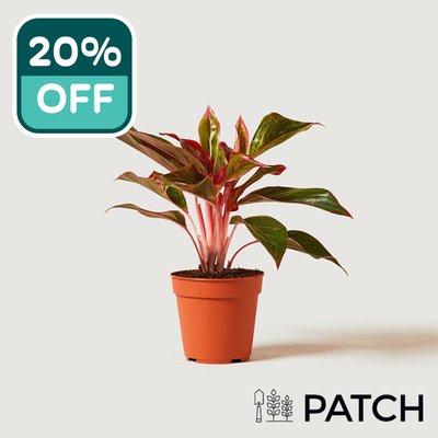 PATCH 'Aggie' the Chinese Evergreen Plant 12cm