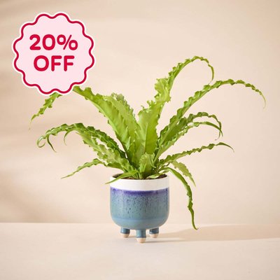 Large Marlowe Planter With Asplenium Osaka