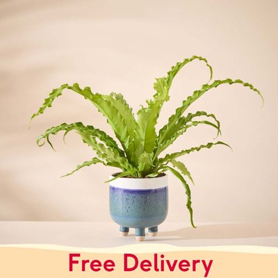 Asplenium Osaka Plant with Large Plant Pot