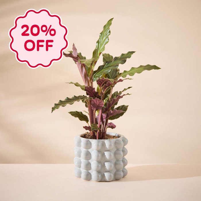 Calathea in Grey Bubble Planter 