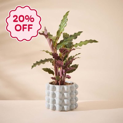 Calathea in Grey Bubble Planter 