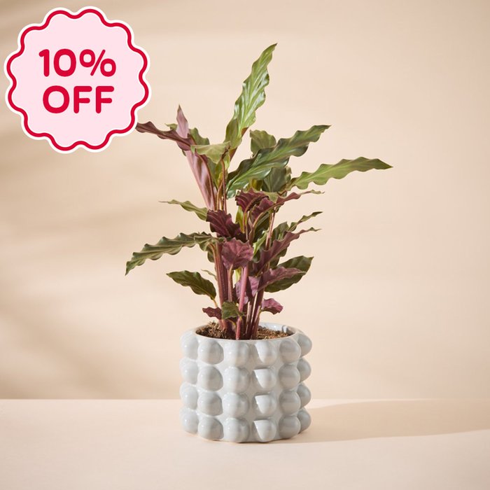 Calathea Plant with Grey Plant Pot