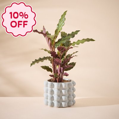Calathea Plant with Grey Plant Pot