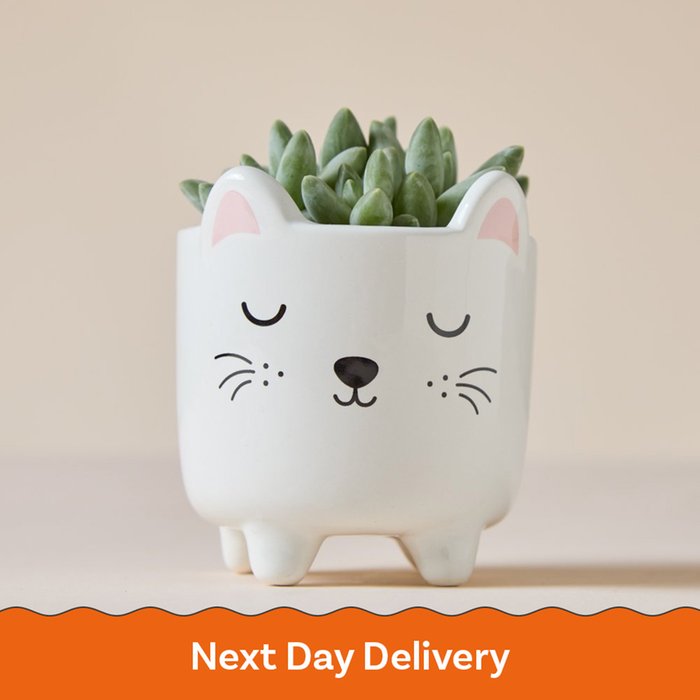 Echeveria in Mini Cat Planter Pot
