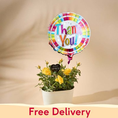 Yellow Rose Plant & Thank You Balloon Gift Set