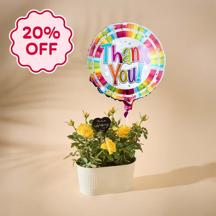 Yellow Rose Plant with Pick and Thank You Balloon