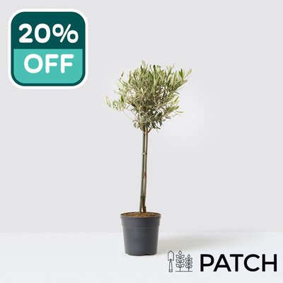 PATCH Outdoor 'Ollie' the Outdoor Olive Tree