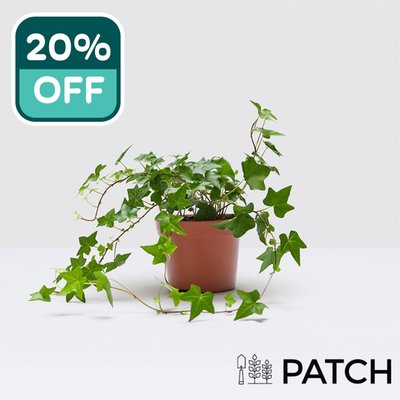 PATCH Outdoor 'Ivy' the Outdoor English Ivy plant