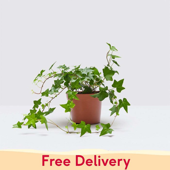PATCH Outdoor 'Ivy' the Outdoor English Ivy plant
