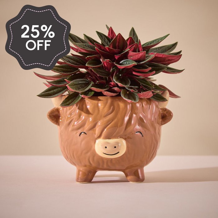 Large Highland Cow Pot with Peperomia Rosso