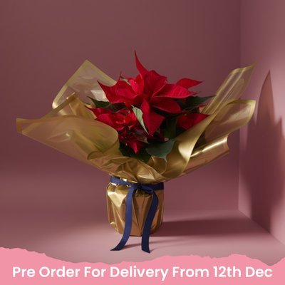 Large Red Poinsettia in Gold Gift Wrap