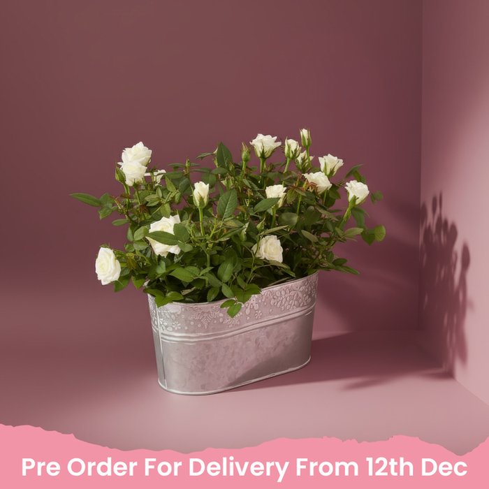 The White Rose Planter