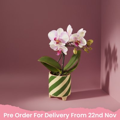 Pink Orchid in Emerald Stripe Pot