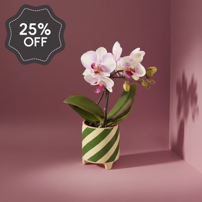 Pink Orchid in Emerald Stripe Pot
