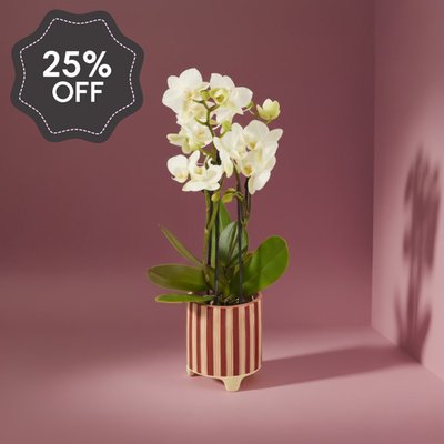 White Orchid in Candle Cane Pot