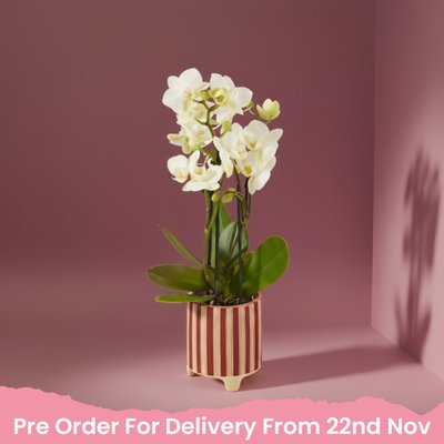 White Orchid in Candle Cane Pot