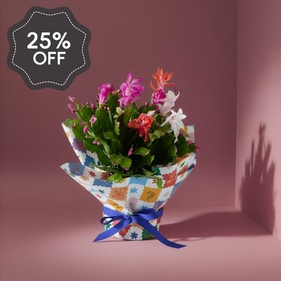 Colour Changing Christmas Cactus