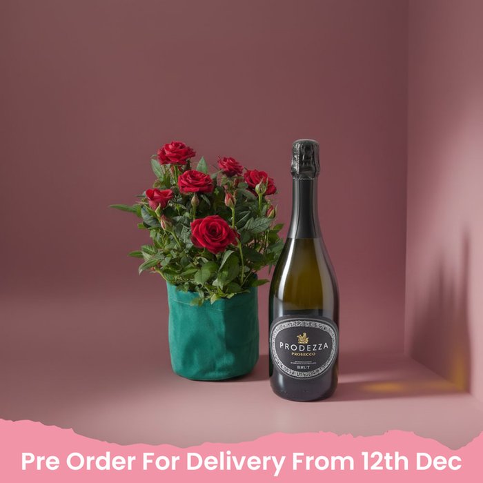 Velvet Potted Rose Plant & Prosecco Gift Set