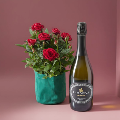 Velvet Potted Rose Plant & Prosecco Gift Set