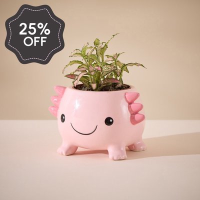 Fittonia in Mini Axolotl Planter