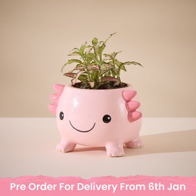 Fittonia in Mini Axolotl Planter