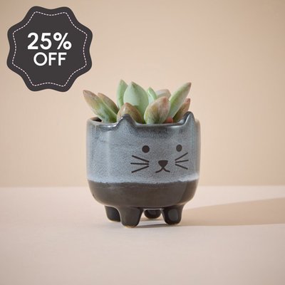 Succulent in Mini Cat Planter