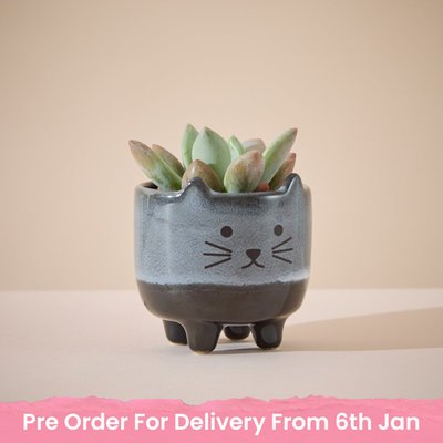 Succulent in Mini Cat Planter