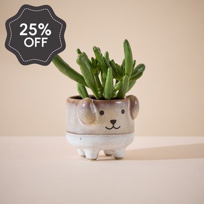 Succulent in Mini Dog Planter
