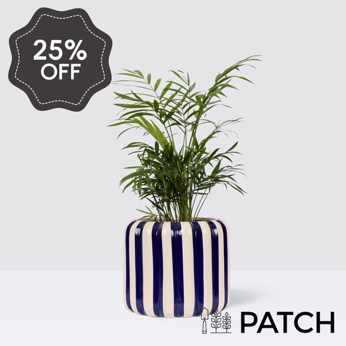 PATCH Sharon in Striped Blue Pot