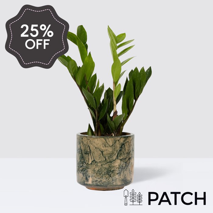 PATCH Cassie in Fractured Green Pot