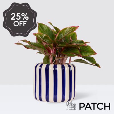 PATCH Aggie in Striped Blue Pot