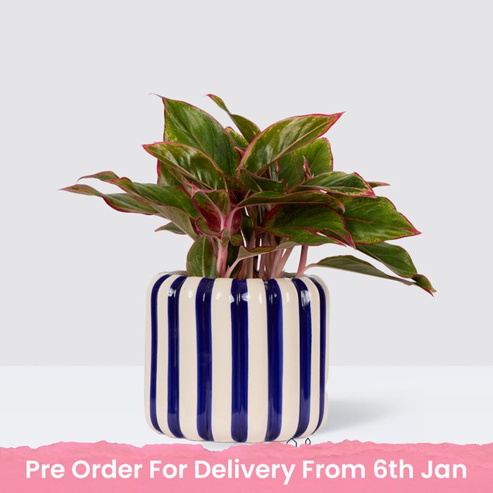 PATCH Aggie in Striped Blue Pot